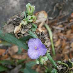 Tradescantia subaspera