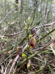 Cryptostylis erecta