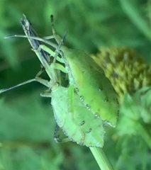 Piezogaster calcarator