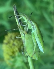 Piezogaster calcarator