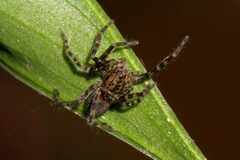 Asthenoctenus borellii