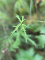 Aconitum delphiniifolium