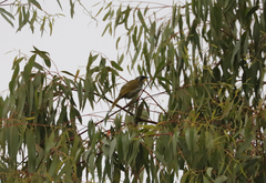 Nesoptilotis flavicollis