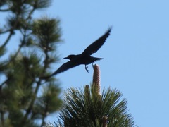 Melanerpes lewis
