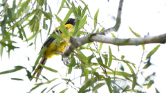 Icterus graduacauda