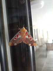 Hypsidia erythropsalis