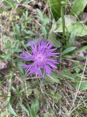Centaurea nigrescens