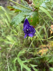 Aconitum delphiniifolium