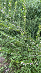 Lespedeza cuneata