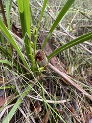 Cryptostylis erecta