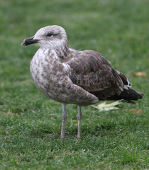 Larus dominicanus