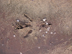 Haliaeetus leucocephalus