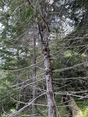 Picea mariana