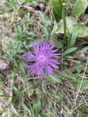 Centaurea nigrescens