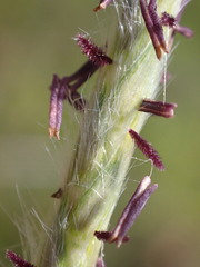 Elionurus barbiculmis