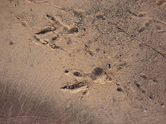 Haliaeetus leucocephalus