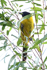 Icterus graduacauda