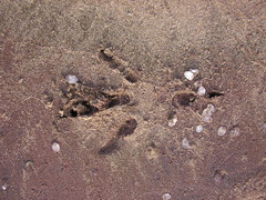 Haliaeetus leucocephalus