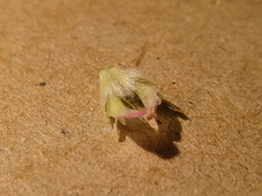 Trifolium fragiferum