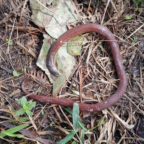 Middle American Burrowing Snake