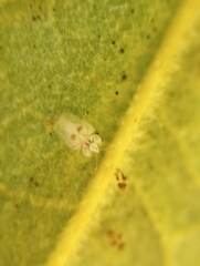 Tingidae