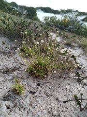 Eriocaulaceae