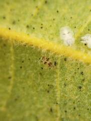 Tingidae
