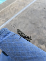 Melanoplus macclungi