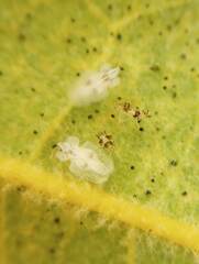 Tingidae