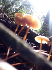 Heimiomyces tenuipes