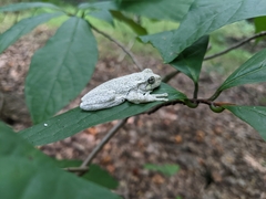 Hyla