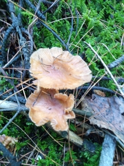 Heimiomyces tenuipes