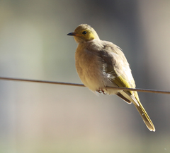 Ptilotula penicillata