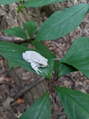 Hyla