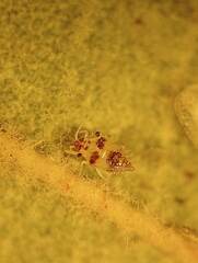 Tingidae
