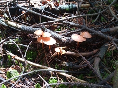 Heimiomyces tenuipes