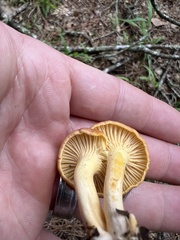 Cantharellus lewisii