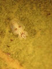 Tingidae