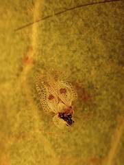 Tingidae