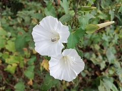 Calystegia silvatica
