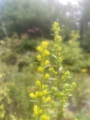 Solidago puberula