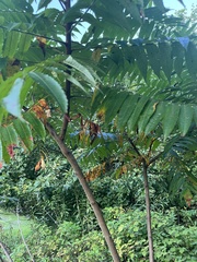 Rhus typhina