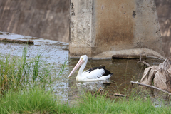 Pelecanus conspicillatus