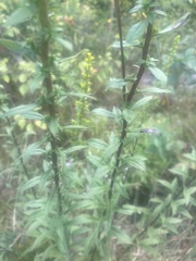 Solidago puberula