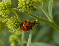 Hesperomyces harmoniae