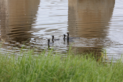 Phalacrocorax sulcirostris