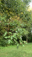 Acer saccharinum