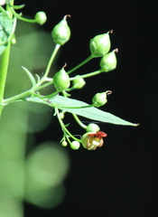 Scrophularia marilandica