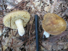 Xanthoconium stramineum