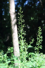 Scrophularia marilandica